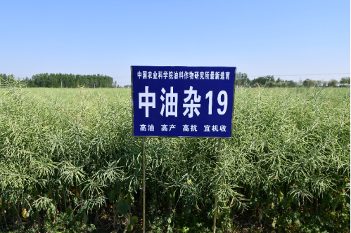 油菜界的“尖子生”“中油雜”來了，它不偏科