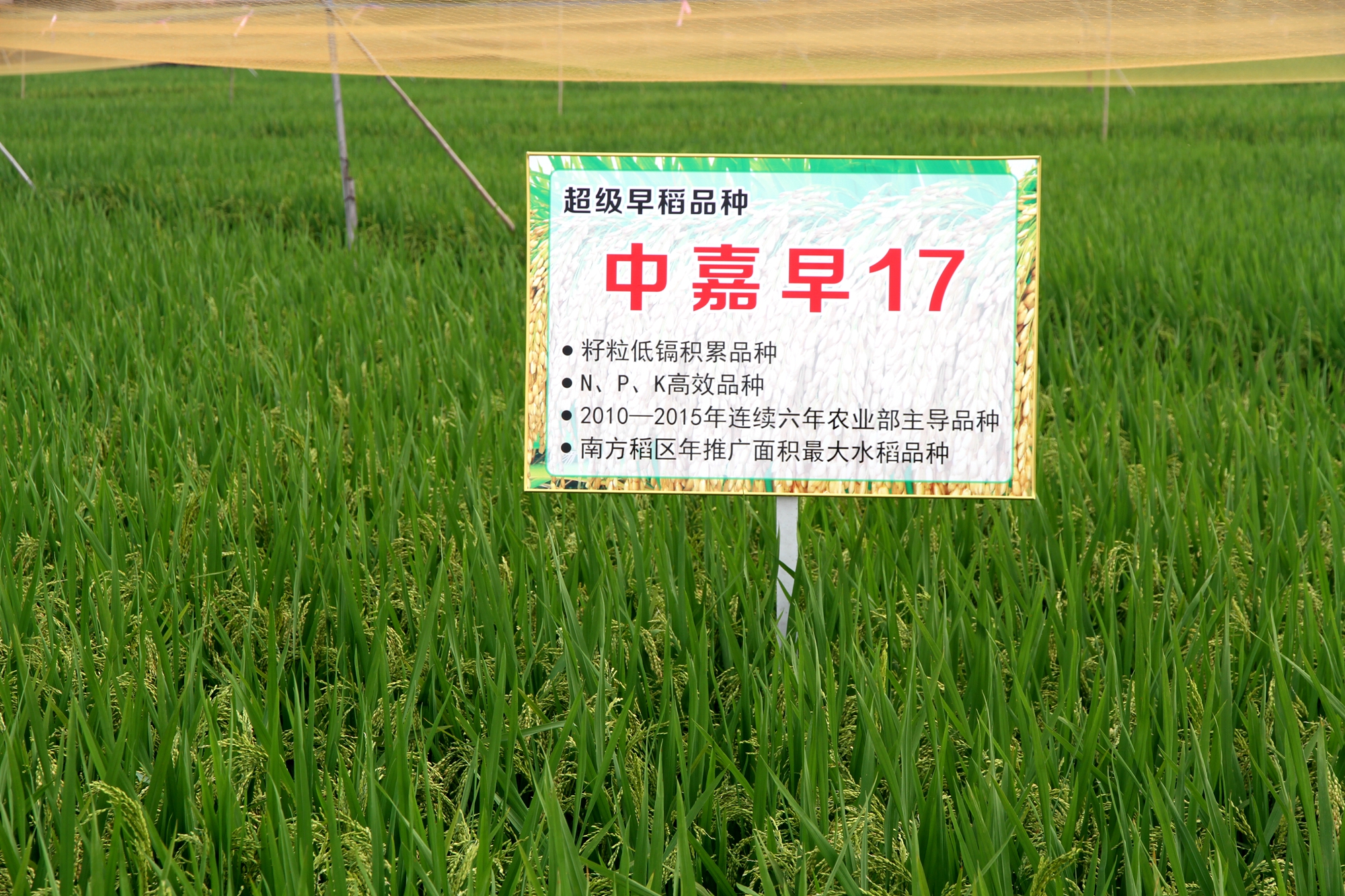 3 中嘉早17田間展示.JPG