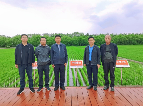 水稻-黑龍江_副本.jpg
