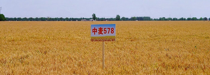 中麥578.jpg