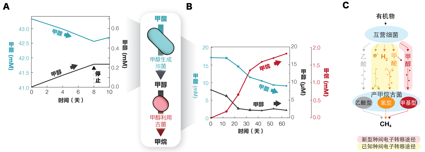 研究發(fā)現(xiàn)厭氧微生物互作產(chǎn)甲烷新機(jī)制