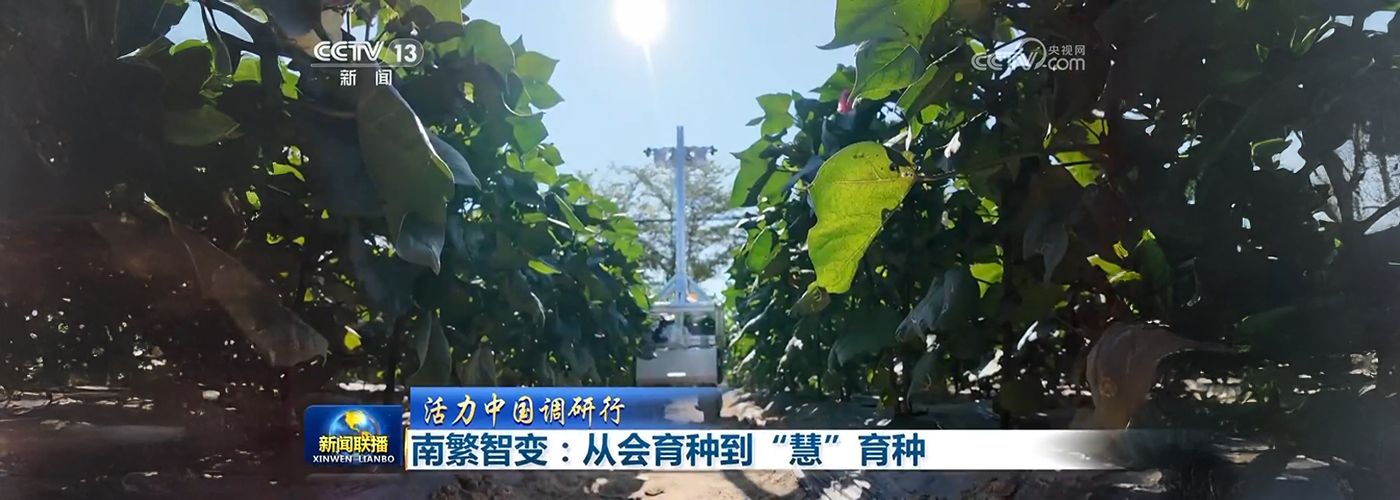 《新聞聯(lián)播》南繁智變：從會(huì)育種到“慧”育種