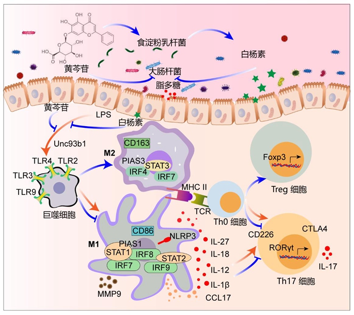 黃芩苷緩解仔豬細(xì)菌性腸道炎癥.jpg